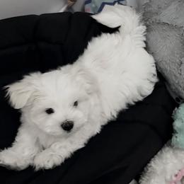 AKC - Top-quality Maltese with outstanding genetics - White male Maltese puppy in San Mateo, California from AKC Maltese California