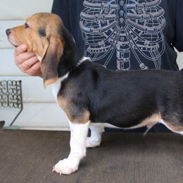 Beagles, Poodles, and Portuguese Podengo Pequenos from DK's Pups