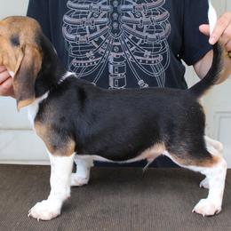 Beagles, Poodles, and Portuguese Podengo Pequenos from DK's Pups