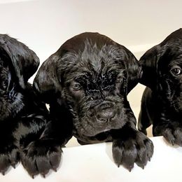 Cane Corso from Raising Kane Corso’s