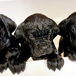 Cane Corso from Raising Kane Corso’s