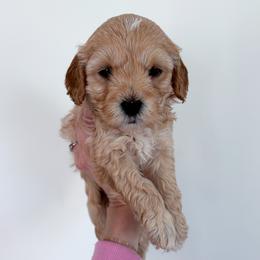 Rose - female Cavapoochon puppy in Morris, Pennsylvania from Heartland Puppies