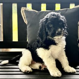 Wrangler - Black and white male Saint Berdoodle puppy in New Bern, North Carolina from Southern Doodles of Eastern North Carolina