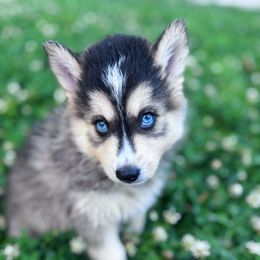 Boy 1 - Wolf sable male Pomsky puppy in Bolton, Connecticut from Elle Pomsky