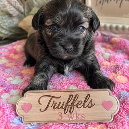 Truffles - Tri-color female Coton de Tulear puppy in Freeport, Texas from H❤️PE COTONS