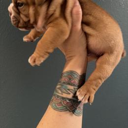 Mario - Red male Bulldog puppy in Marysville, Washington from English Bulldogs WA