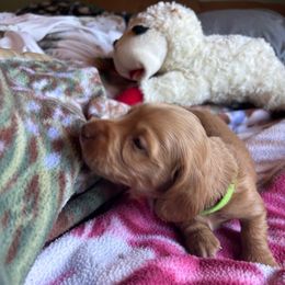 Robby - Red male Dachshund puppy in Ocean Park, Washington from Golden Dachshunds