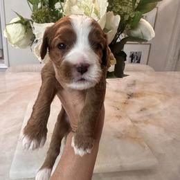 Daisy - Red female Cavapoo puppy in Sacramento County, California from Sac-Town Poodles and Doodles