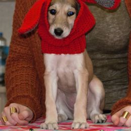 Saluki Puppies from Kushiel Salukis