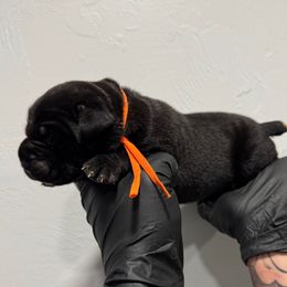 Male 3 - Black male Cane Corso puppy in Cashion, Oklahoma from APEXOK Cane Corsos LLC