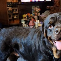 American Bully and Rottweiler All Grown Up from White's K9 Connection