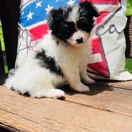 Tommy - White black and tan male Papillon puppy in Benton, Arkansas from Mama's Pride Poms and Paps