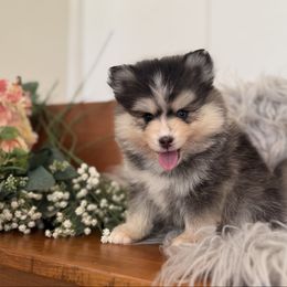 Onyx - Gray and white male Pomsky puppy in La Verne, California from Red Cedar Pomskies