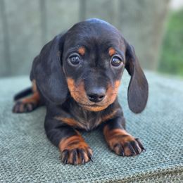 Light Blue Girl - Black and tan female Dachshund puppy in Campbellsville, Kentucky from Poplar Ridge Dachshunds