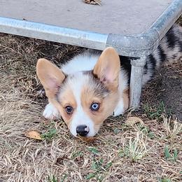 American Corgi and Pembroke Welsh Corgi Puppies from Nightstreak Corgis