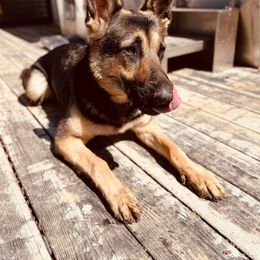 German Shepherd All Grown Up from Nosey Shepherds