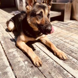 German Shepherd All Grown Up from Nosey Shepherds