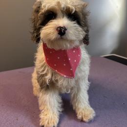 Boy 2 - male Cavapoo puppy in Knoxville, Tennessee from Adventure Doodles Club