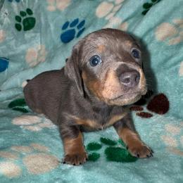 AKC Luna - Gray (blue) and tan female Dachshund puppy in Knoxville, Tennessee from Thea's Puppies