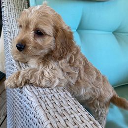 Tony - Apricot male Cavapoo puppy in Walterboro, South Carolina from Puddlejumpers
