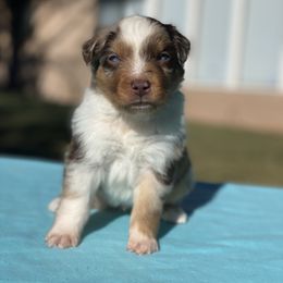 Boy 2 - Miniature American Shepherd puppy from Von Südwest German Shepherds and Mini American Shepherds