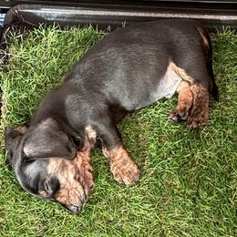 Spark - Black and tan male Dachshund puppy in Homosassa, Florida from SAN’S Dachshunds