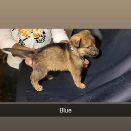 BLUE - Sable male German Shepherd puppy in Willoughby, Ohio from WolfPackk