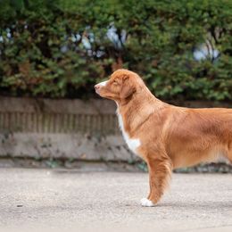 Nova Scotia Duck Tolling Retriever All Grown Up from RiverSong Tollers