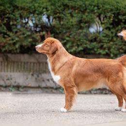 Nova Scotia Duck Tolling Retriever All Grown Up from RiverSong Tollers