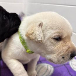 Girl 2 - Yellow female Labrador Retriever puppy in Turner, Maine from Bear Pond Retrievers