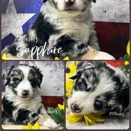 (7) Sapphire, BMF - Blue merle female Miniature American Shepherd puppy in Huntington, Texas from JKKJ Farms, LLC