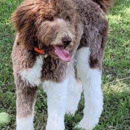 Goldendoodles from Cedotal Chocolate Doodles