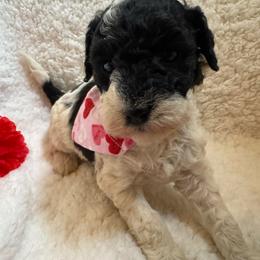 Lucy - Black and white Party - Parti female Poodle puppy in Canfield, Ohio from Poo's Doo's & Inu's