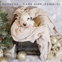 Dalmatian Puppies from 10 Spot Dalmatians