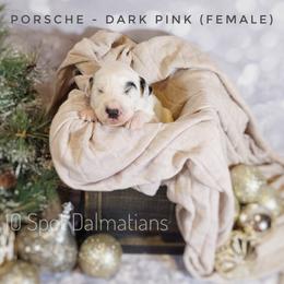 Dalmatian Puppies from 10 Spot Dalmatians