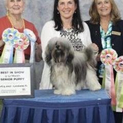 Havana Silk Dogs from Treasure Isle Silks