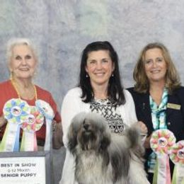 Havana Silk Dogs from Treasure Isle Silks