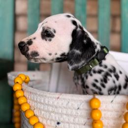 Picnic - White and black female Dalmatian puppy in Melrose, New Mexico from ECMO Farm Dalmatians & Labrador Retrievers