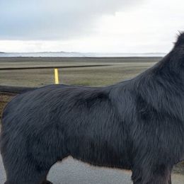 Newfoundlands from Noble Newfoundlands