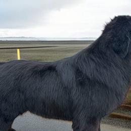 Newfoundlands from Noble Newfoundlands