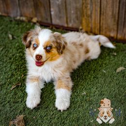 Mozzarella - Red merle female Miniature Australian Shepherd puppy in Buena Vista, Colorado from Wigglebutts Unlimited