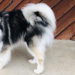 Pomskies from Patriot Pomskies
