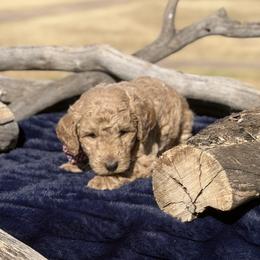 Canyon - Yellow and white male Bernedoodle puppy in Yarnell, Arizona from Boulder Mountain Doodles