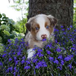 Fish- Red Collar - Red merle male Australian Shepherd puppy in Newport, Rhode Island from Wildlings Australian Shepherds