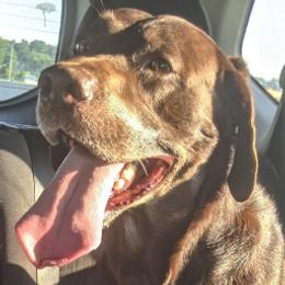 Labrador Retrievers from DeBruin Labrador Retrievers