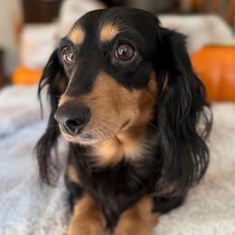 Jolene - Dachshund