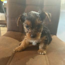 San San - Chocolate, tan and white female Yorkshire Terrier puppy in Jacksonville, Florida from Lake Shore Yorkies