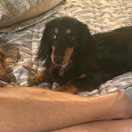 Misty - Dachshund