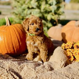 Cruz - Chocolate male Goldendoodle puppy in Burley, Idaho from Gold Country mini doodles