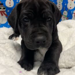 Boy 2 - Great Dane puppy from Bull West Kennels